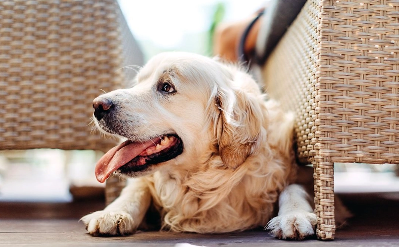 犬 肺炎 照護 犬 肺炎 照護