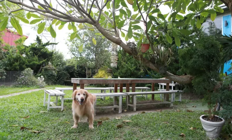 屏東寵物餐廳推薦 屏東寵物餐廳推薦