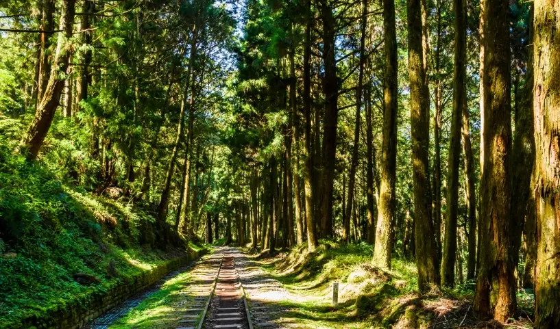 嘉義阿里山行程