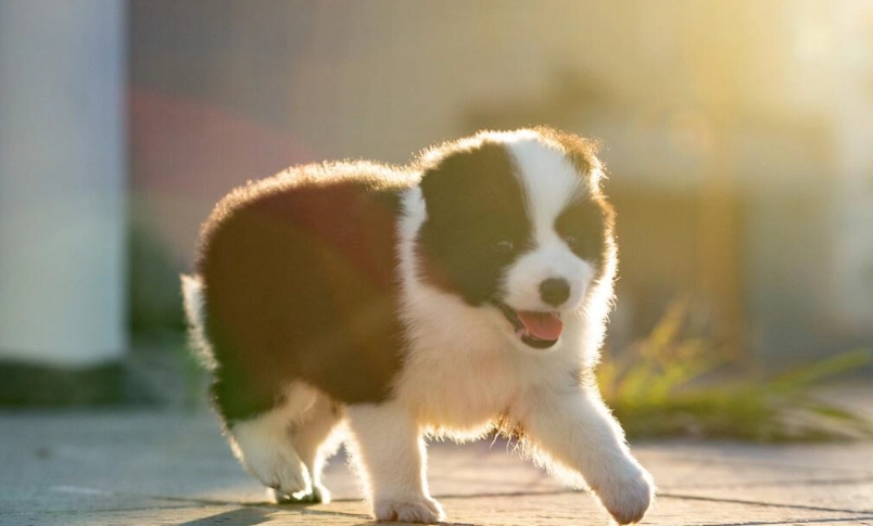 狗肺炎 治療 時間 狗肺炎 治療 時間
