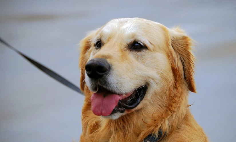 狗狗 肺炎 症狀 狗狗 肺炎 症狀