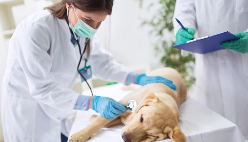 寵物檢疫申請 寵物檢疫申請