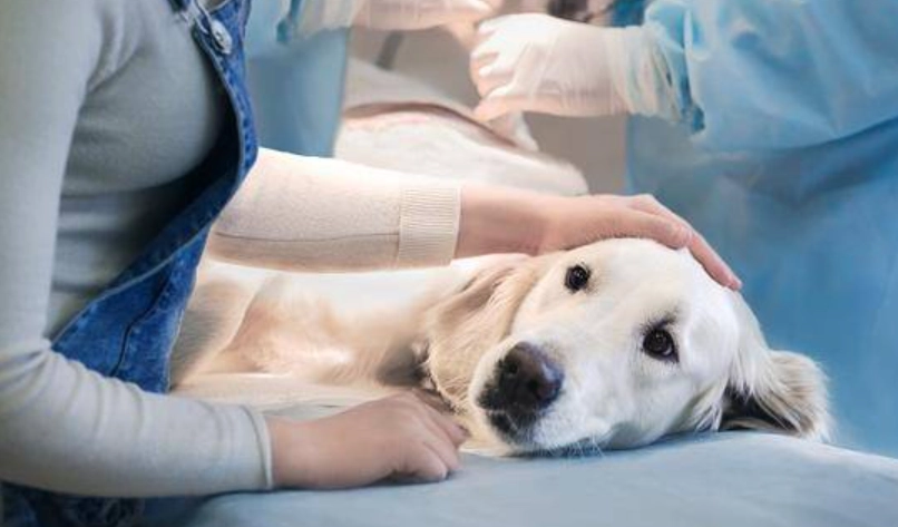 犬 肺炎 照護 犬 肺炎 照護