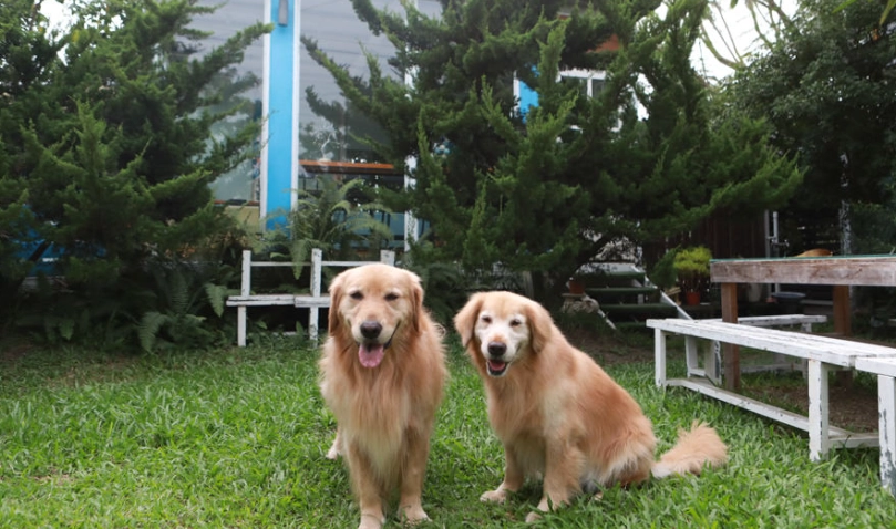 屏東帶狗吃飯 屏東帶狗吃飯