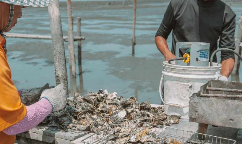 台南七股採蚵