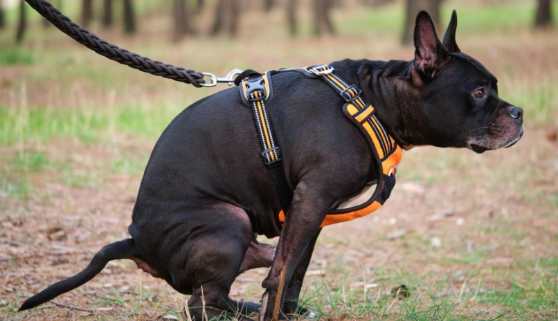 狗腹瀉黏液處理