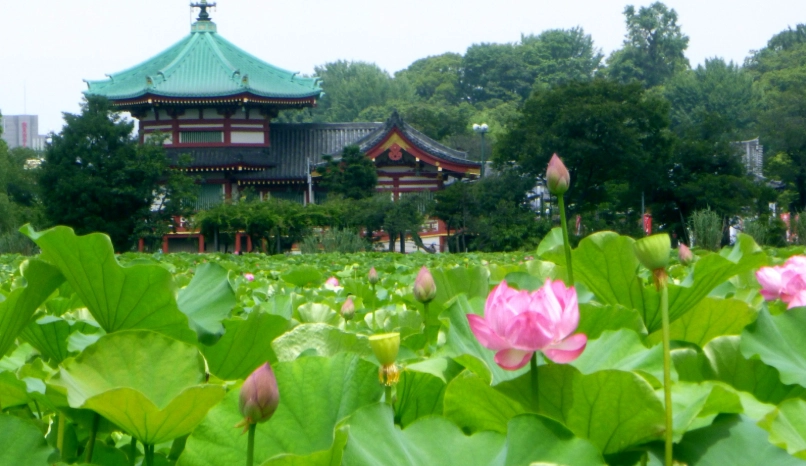 東京賞蓮景點 東京賞蓮景點