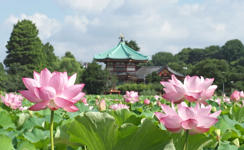上野公園蓮花