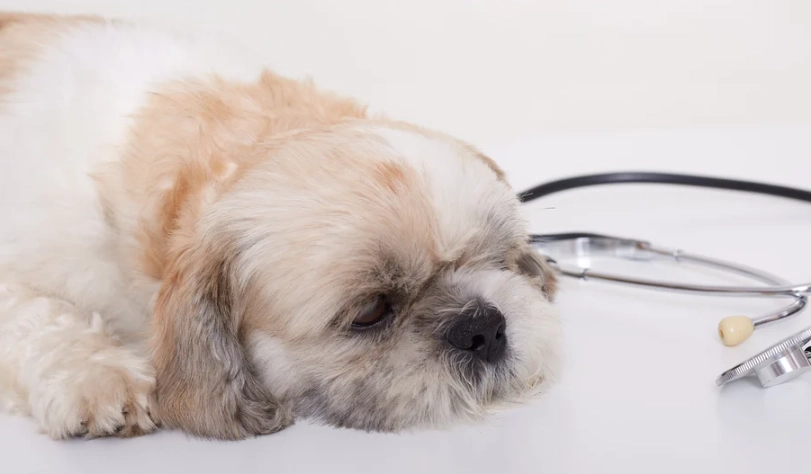 狗狗拉肚子黏液原因