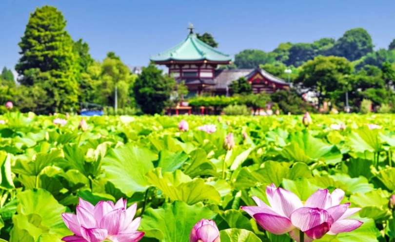 東京賞蓮景點 東京賞蓮景點