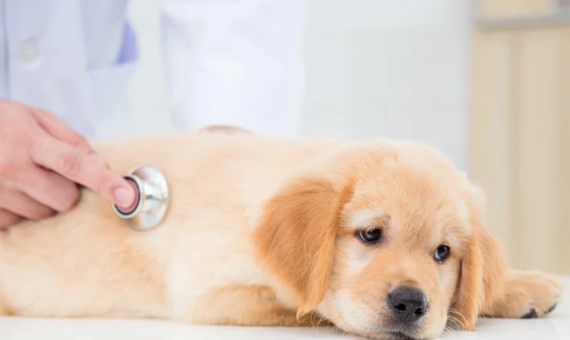 狗腹瀉黏液處理