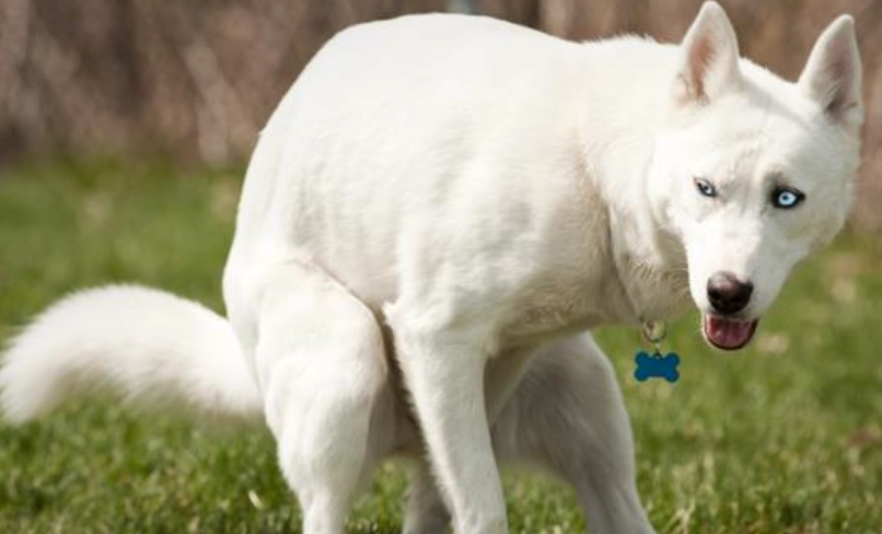 寵物腹瀉黏液症狀