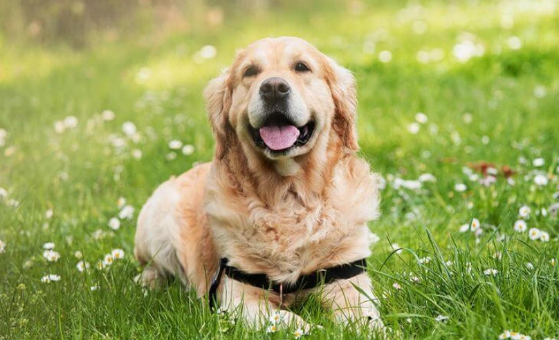 寵物腹瀉黏液症狀