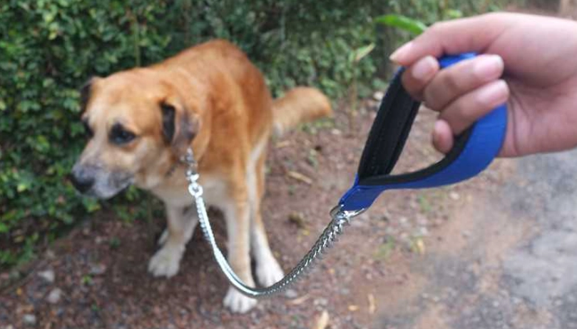 狗狗拉肚子黏液原因