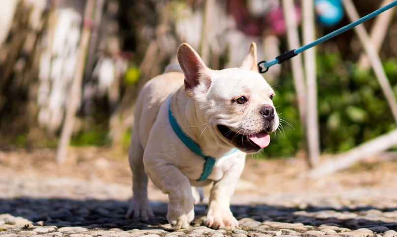 狗狗腹瀉飲食 狗狗腹瀉飲食