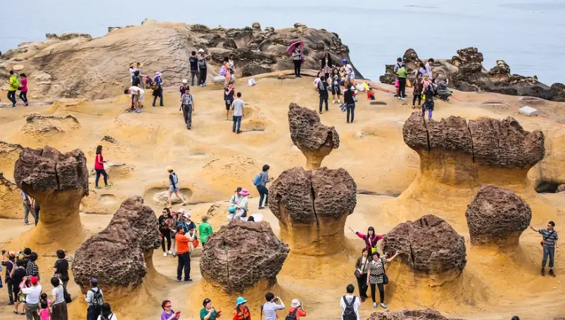 帶寵物去北海岸