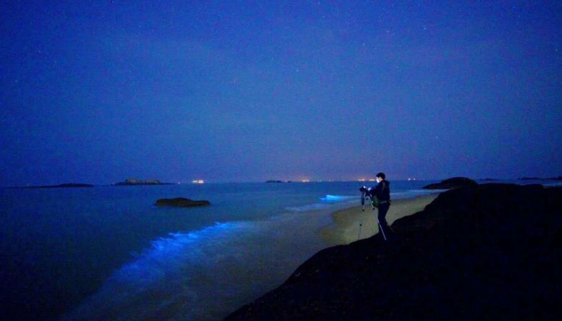 藍眼淚觀賞季節 藍眼淚觀賞季節