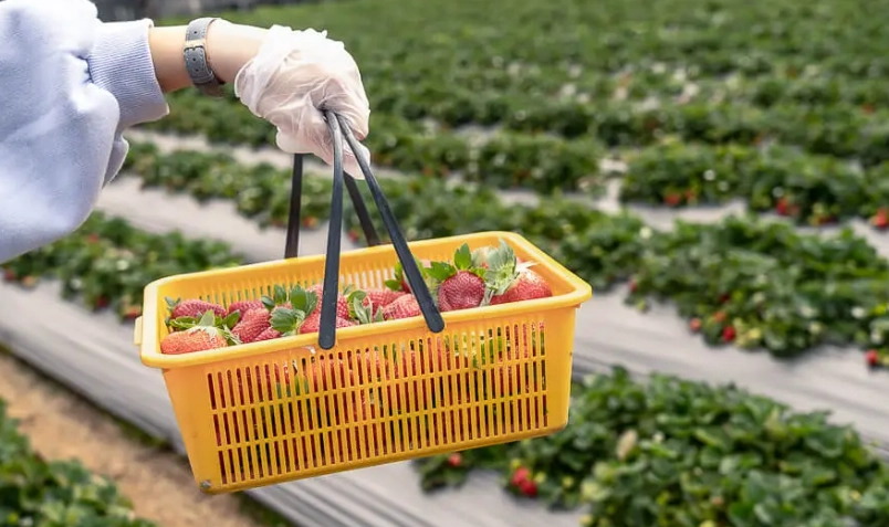 苗栗採草莓