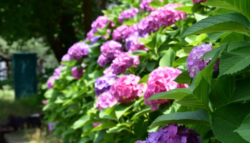 上野公園繡球花 交通