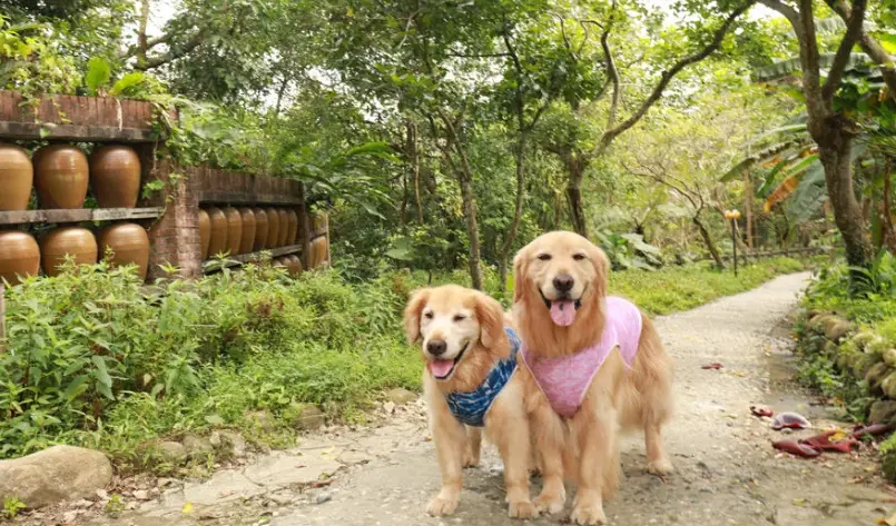 帶寵物去北海岸