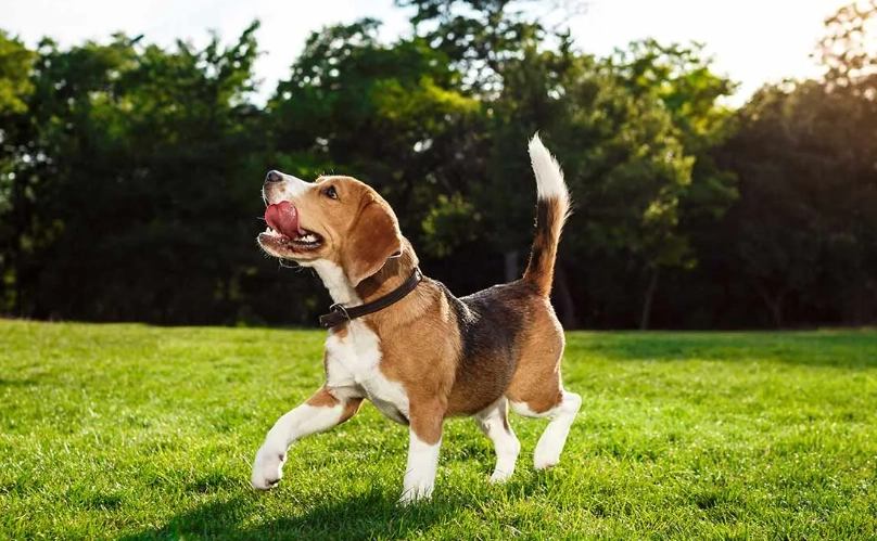 狗腸胃炎禁食 狗腸胃炎禁食