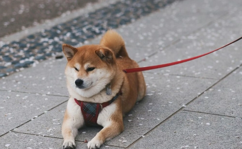 狗腸胃炎禁食 狗腸胃炎禁食