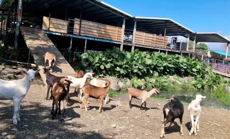 親子旅遊宜蘭牧場 親子旅遊宜蘭牧場