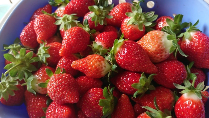 苗栗特產 苗栗特產