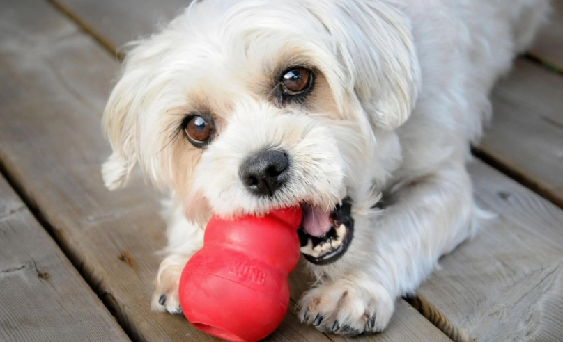 狗狗 誤食 玩具