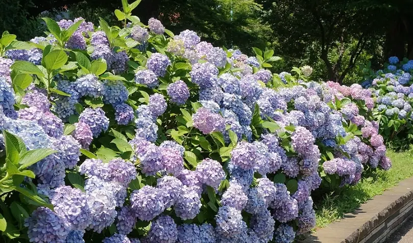 上野公園繡球花 花況