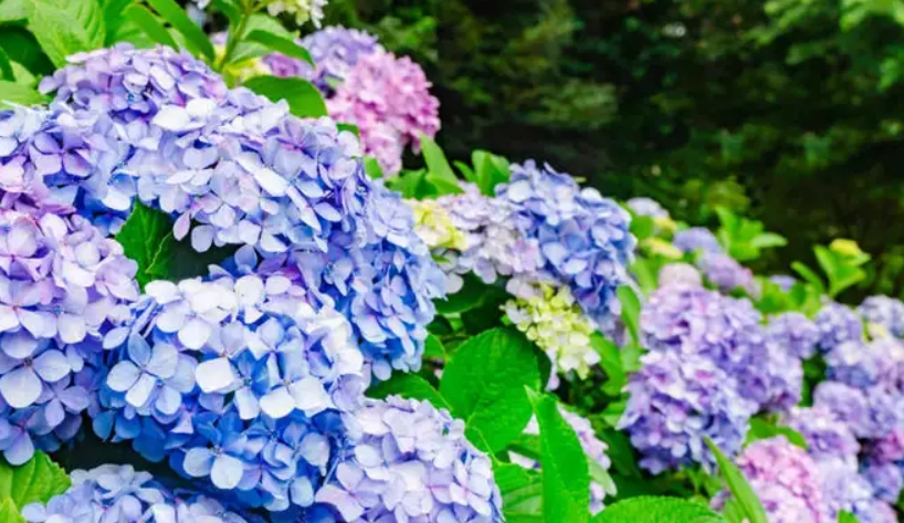 上野公園繡球花 拍攝