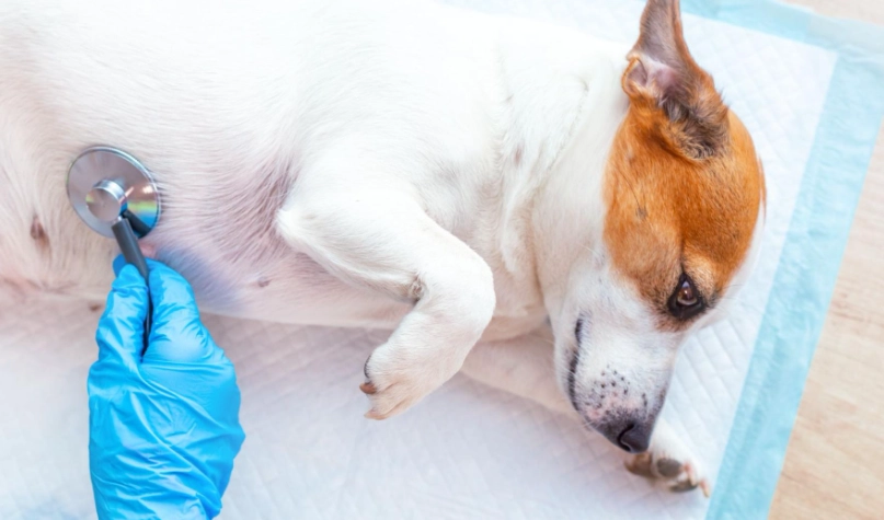 狗狗拉肚子禁食 狗狗拉肚子禁食