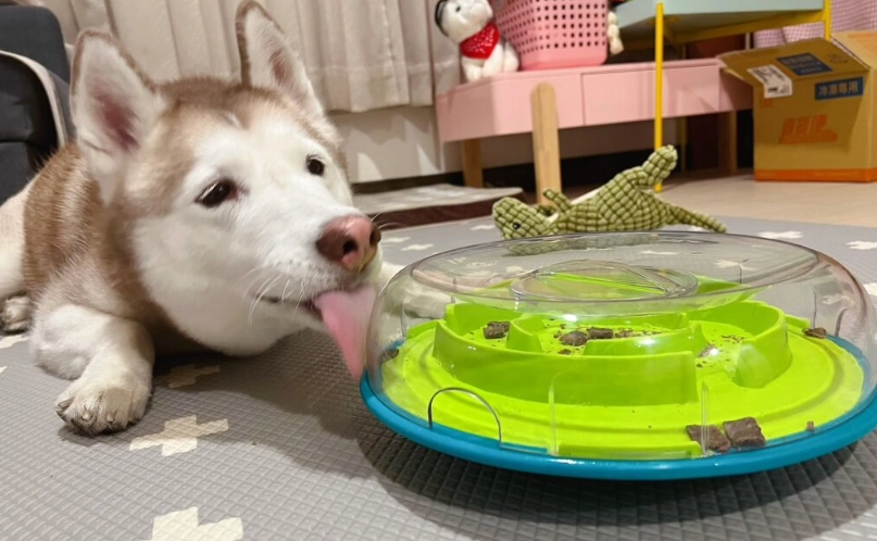 狗狗 吃 塑膠 玩具