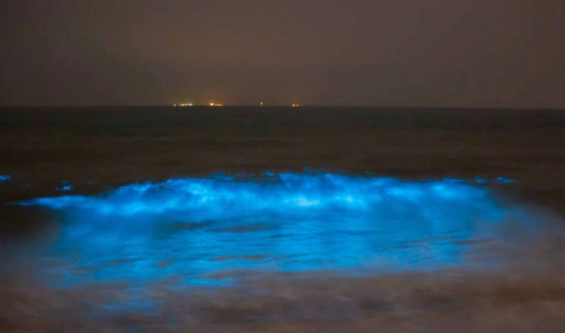 藍眼淚觀賞季節 藍眼淚觀賞季節