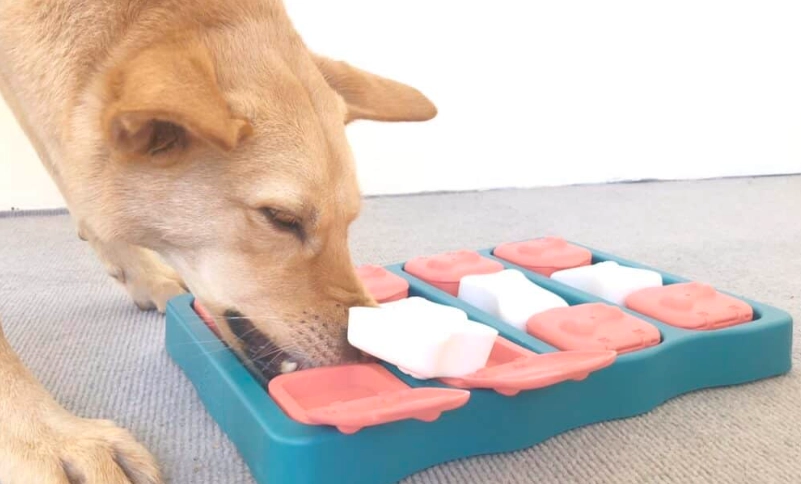 狗狗 誤食 玩具