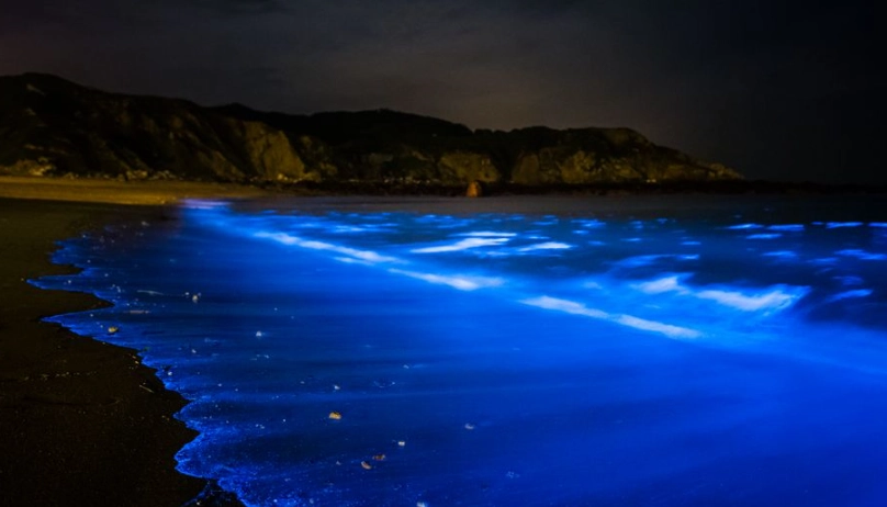 金門藍眼淚地點 金門藍眼淚地點