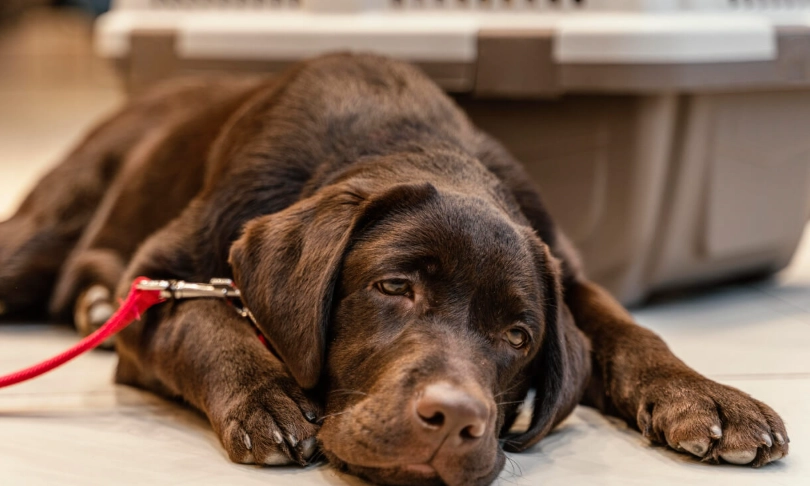 狗狗拉肚子禁食