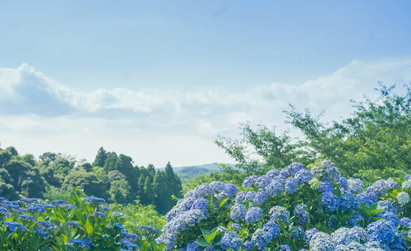 上野公園繡球花 花況