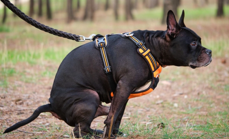 狗狗拉肚子禁食 狗狗拉肚子禁食