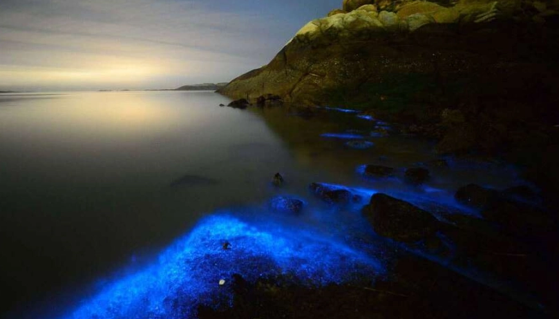 藍眼淚觀賞季節 藍眼淚觀賞季節