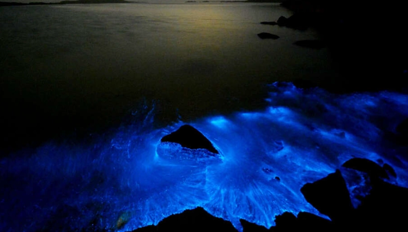 藍眼淚觀賞季節 藍眼淚觀賞季節