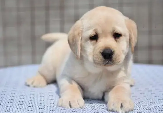 狗狗支氣管炎 多久會好