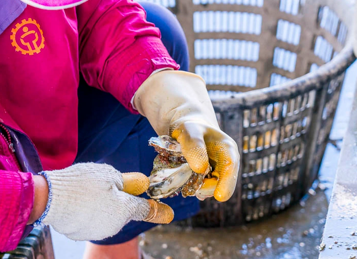 東石採蚵活動 東石採蚵活動