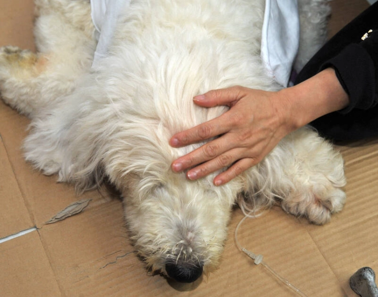 犬慢性支氣管炎