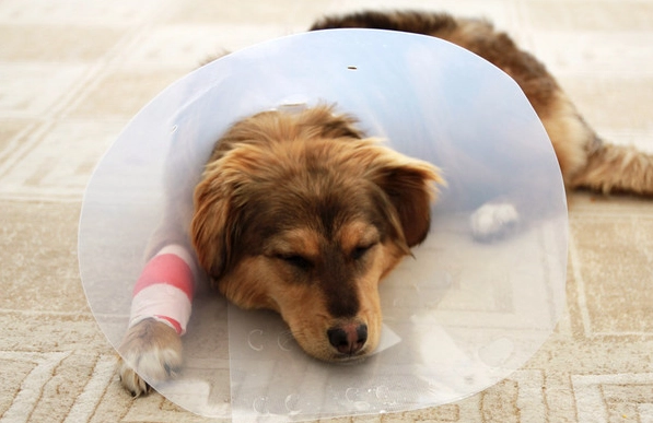 犬慢性支氣管炎