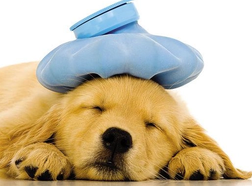 狗狗支氣管炎 多久會好