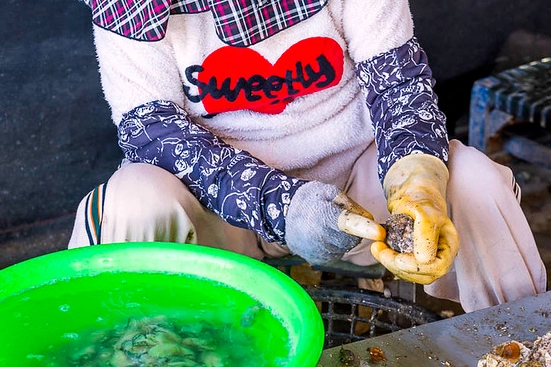 東石採蚵活動 東石採蚵活動