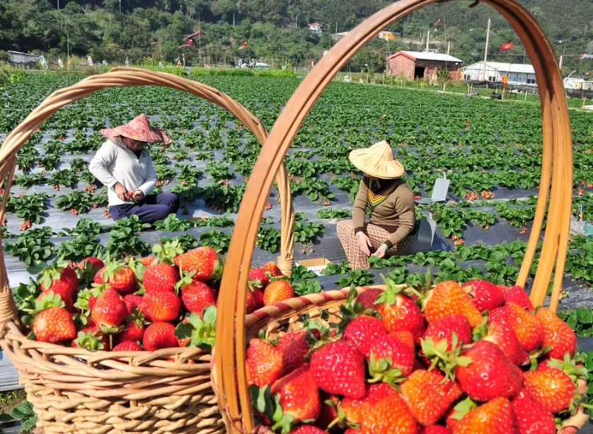 苗栗採草莓