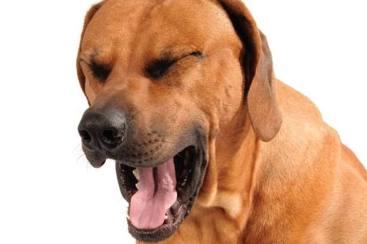 狗咳嗽原因 狗咳嗽原因