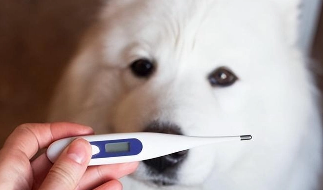 狗咳嗽治療 狗咳嗽治療